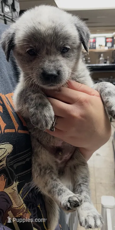 Boy 4 – Australian Cattle Dog puppy for sale in North Tonawanda, NY