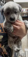 Boy 4, a male Australian Cattle Dog for sale in North Tonawanda, NY – 1 of 2