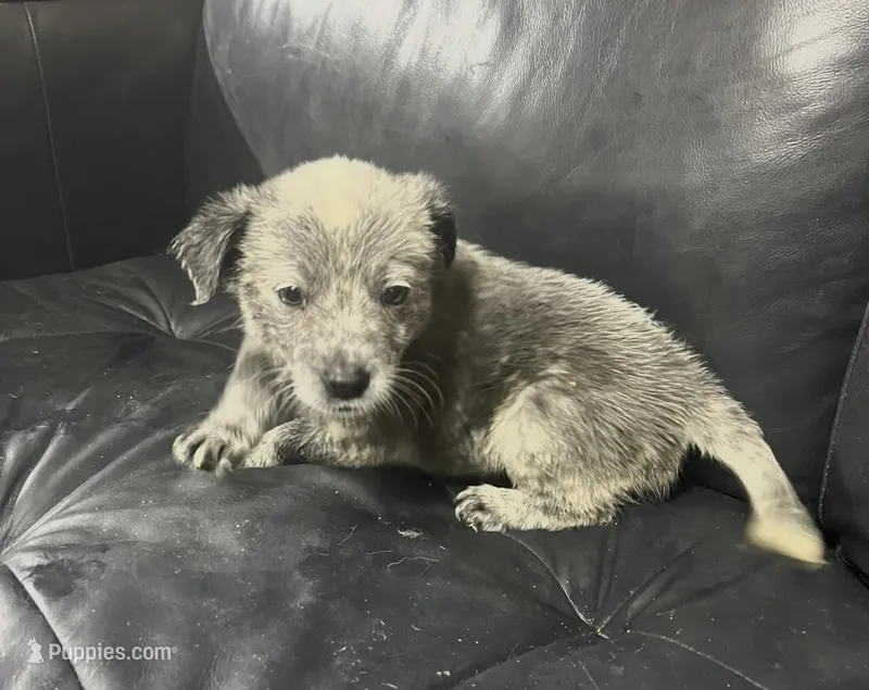 Boy 4 – Australian Cattle Dog puppy for sale in North Tonawanda, NY