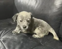 Boy 4, a male Australian Cattle Dog for sale in North Tonawanda, NY – 3 of 8