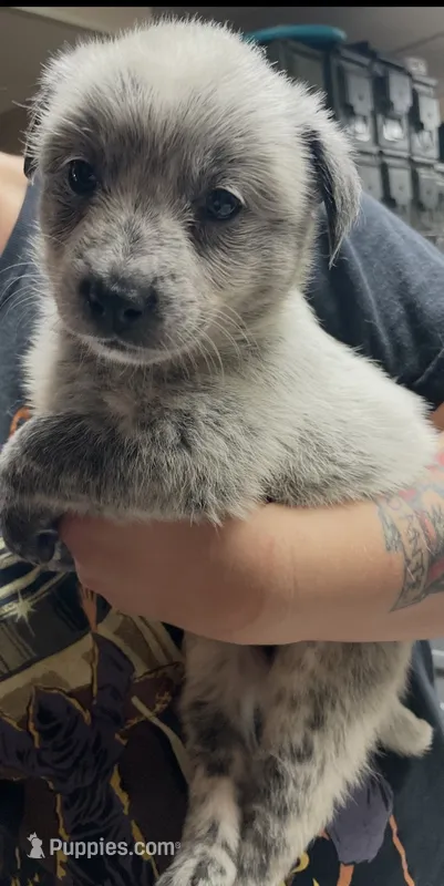 Girl 3 – Australian Cattle Dog puppy for sale in North Tonawanda, NY