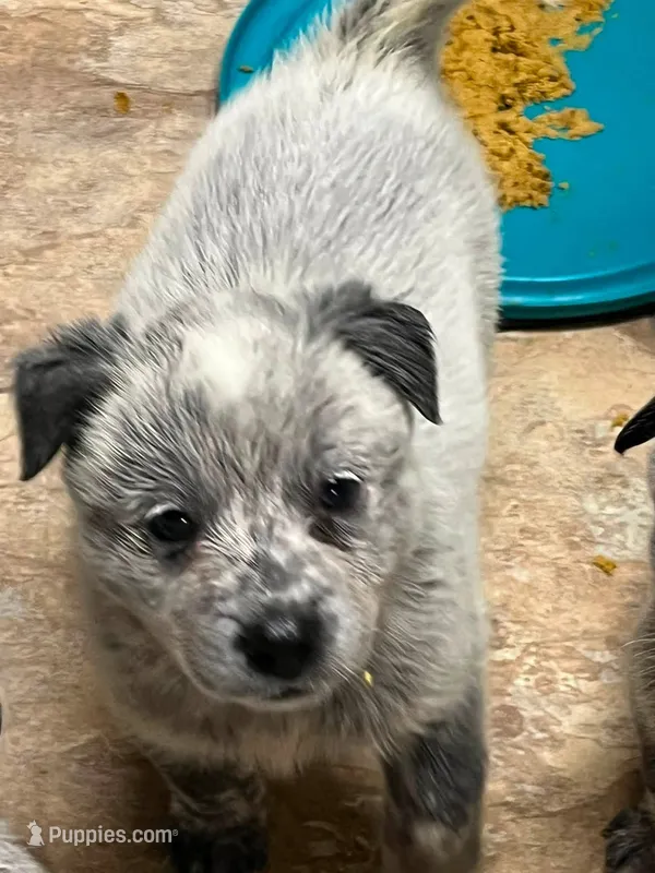 Girl 3 – Australian Cattle Dog puppy for sale in North Tonawanda, NY