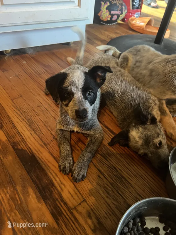 Boy 3 – Australian Cattle Dog puppy for sale in North Tonawanda, NY