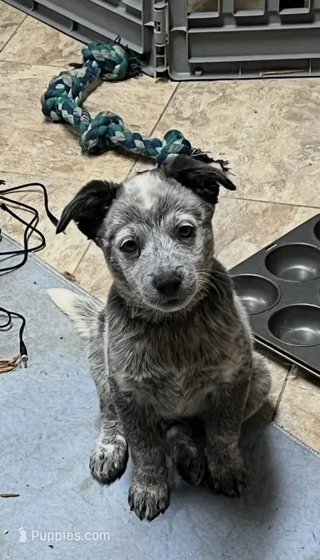 Boy 4 – Australian Cattle Dog puppy for sale in North Tonawanda, NY