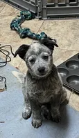 Boy 4, a male Australian Cattle Dog for sale in North Tonawanda, NY – 1 of 8