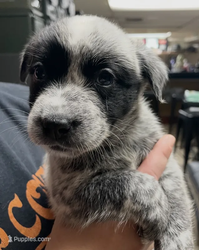 Boy 1 – Australian Cattle Dog puppy for sale in North Tonawanda, NY