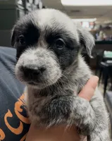 Boy 1, a male Australian Cattle Dog for sale in North Tonawanda, NY – 1 of 3