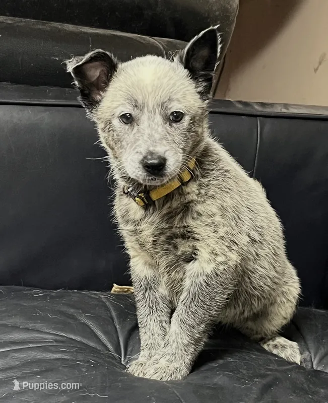 Girl 3 – Australian Cattle Dog puppy for sale in North Tonawanda, NY