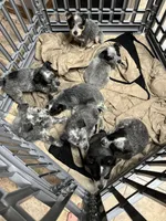 Boy 3, a male Australian Cattle Dog for sale in North Tonawanda, NY – 2 of 3