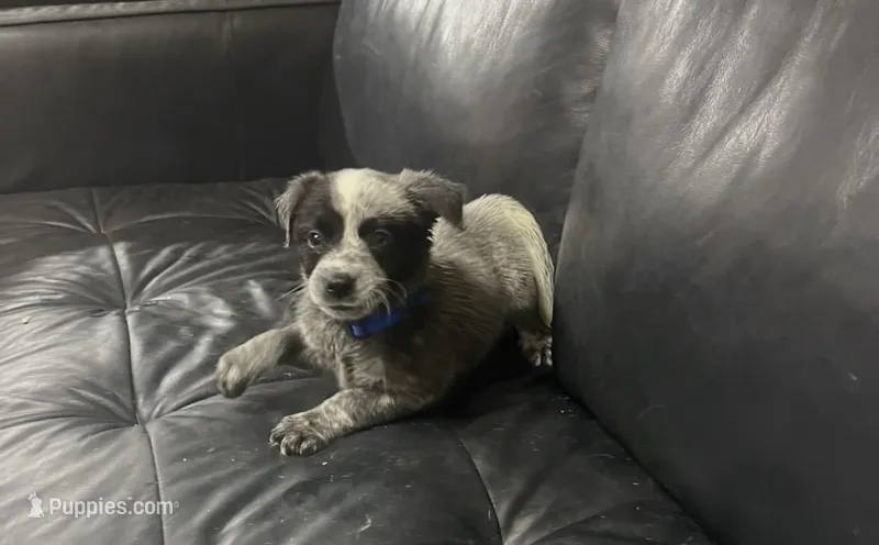 Boy 1 – Australian Cattle Dog puppy for sale in North Tonawanda, NY