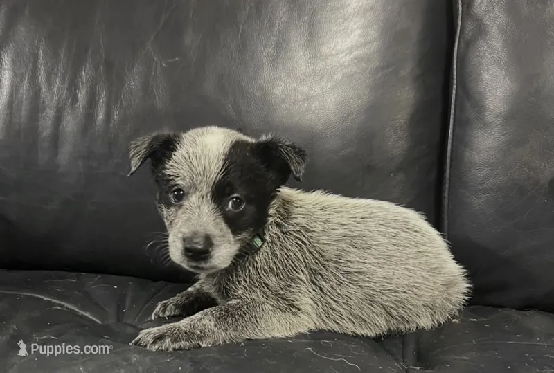 Boy 3 – Australian Cattle Dog puppy for sale in North Tonawanda, NY