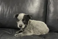 Boy 3, a male Australian Cattle Dog for sale in North Tonawanda, NY – 1 of 3