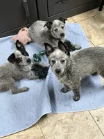 Boy 4, a male Australian Cattle Dog for sale in North Tonawanda, NY – 7 of 8