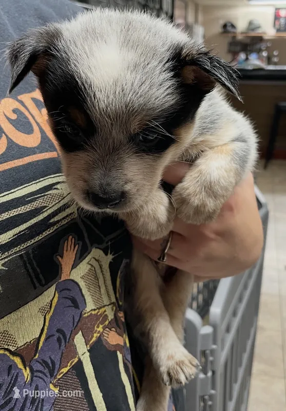 Boy 5 – Australian Cattle Dog puppy for sale in North Tonawanda, NY