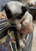 Boy 5, a male Australian Cattle Dog for sale in North Tonawanda, NY – 1 of 1