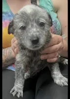 Boy 4, a male Australian Cattle Dog for sale in North Tonawanda, NY – 4 of 8