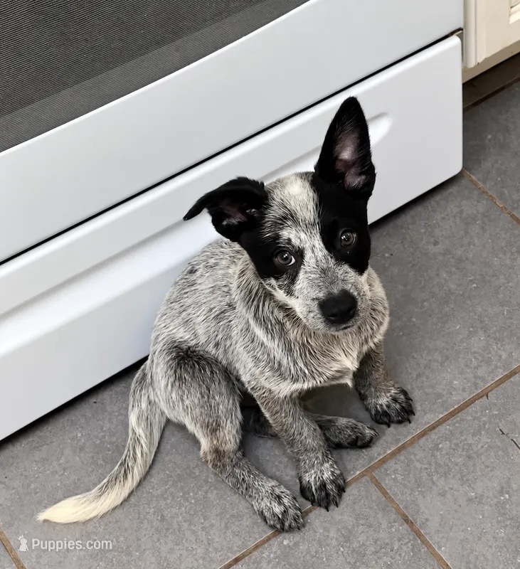 Boy 3 – Australian Cattle Dog puppy for sale in North Tonawanda, NY