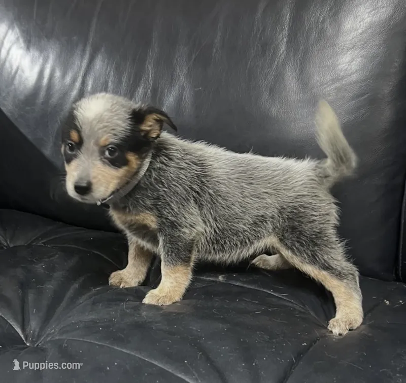 Boy 5 – Australian Cattle Dog puppy for sale in North Tonawanda, NY