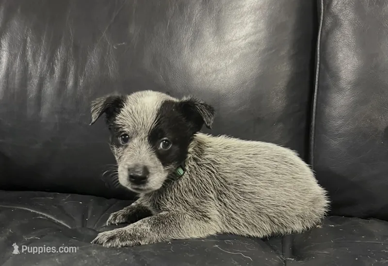 Boy 3 – Australian Cattle Dog puppy for sale in North Tonawanda, NY