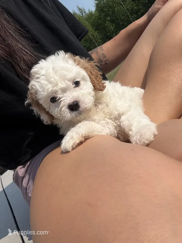 Sno-Ball – Cavapoo puppy for sale in Minneapolis, MN