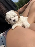 Sno-Ball, a female Cavapoo for sale in Minneapolis, MN – 1 of 8