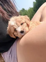 Milky Way , a female Cavapoo for sale in Minneapolis, MN – 5 of 10