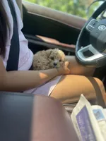 Hershey , a female Cavapoo for sale in Minneapolis, MN – 4 of 9