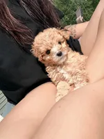 Hershey , a female Cavapoo for sale in Minneapolis, MN – 2 of 9