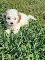 Sno-Ball, a female Cavapoo for sale in Minneapolis, MN – 8 of 8