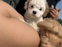 Sno-Ball, a female Cavapoo for sale in Minneapolis, MN – 2 of 8