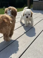 Sno-Ball, a female Cavapoo for sale in Minneapolis, MN – 4 of 8