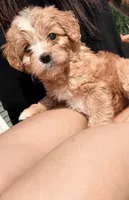 Milky Way , a female Cavapoo for sale in Minneapolis, MN – 3 of 10