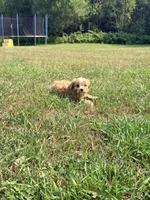 Milky Way , a female Cavapoo for sale in Minneapolis, MN – 7 of 10