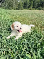 Sno-Ball, a female Cavapoo for sale in Minneapolis, MN – 7 of 8