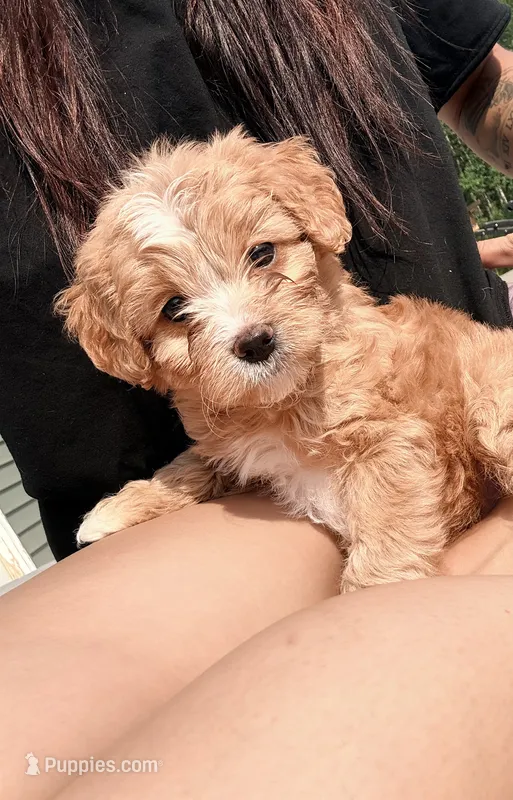 Milky Way  – Cavapoo puppy for sale in Minneapolis, MN