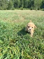 Hershey , a female Cavapoo for sale in Minneapolis, MN – 9 of 9