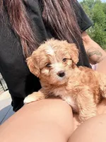 Milky Way , a female Cavapoo for sale in Minneapolis, MN – 9 of 10