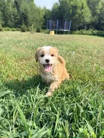 Snickers, a male Cavapoo for sale in Minneapolis, MN – 3 of 8
