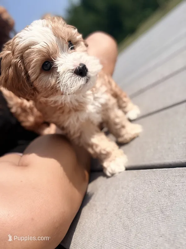 Snickers – Cavapoo puppy for sale in Minneapolis, MN