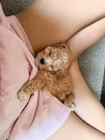 Hershey , a female Cavapoo for sale in Minneapolis, MN – 7 of 9