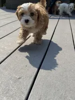 Snickers, a male Cavapoo for sale in Minneapolis, MN – 2 of 8