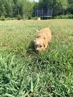 Milky Way , a female Cavapoo for sale in Minneapolis, MN – 6 of 10