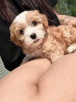 Snickers, a male Cavapoo for sale in Minneapolis, MN – 5 of 8