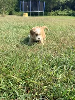 Snickers, a male Cavapoo for sale in Minneapolis, MN – 7 of 8