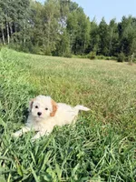 Sno-Ball, a female Cavapoo for sale in Minneapolis, MN – 3 of 8