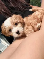 Snickers, a male Cavapoo for sale in Minneapolis, MN – 6 of 8