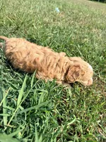 Milky Way , a female Cavapoo for sale in Minneapolis, MN – 4 of 10