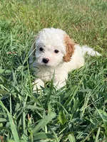 Sno-Ball, a female Cavapoo for sale in Minneapolis, MN – 6 of 8