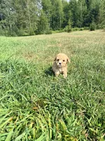 Hershey , a female Cavapoo for sale in Minneapolis, MN – 8 of 9