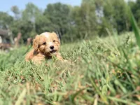 Milky Way , a female Cavapoo for sale in Minneapolis, MN – 2 of 10